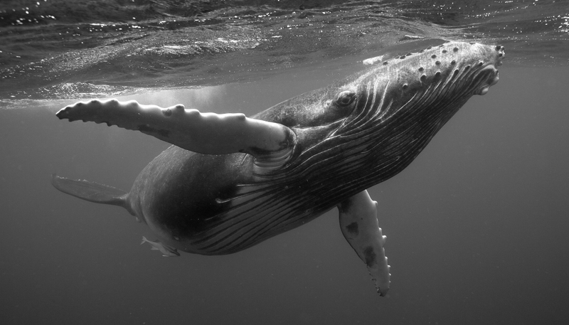 Illustration for article titled These beautiful portraits of whales will make you weep at the wonder of the universe (no, really)